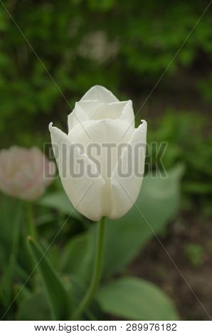 Triumph Tulip Calgary