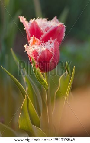 Terry Fringed Tulip In Garden.