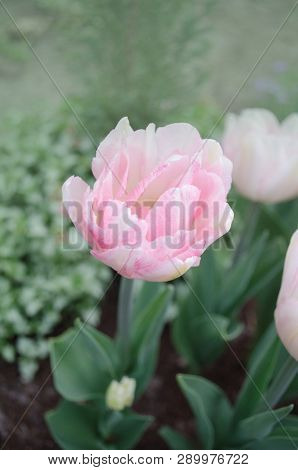 Beautiful Double Soft Pink Tulip Only Me