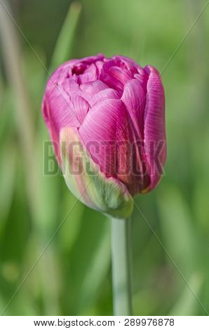 Purple Peony Tulip. Purple Violet Tulip In The Garden