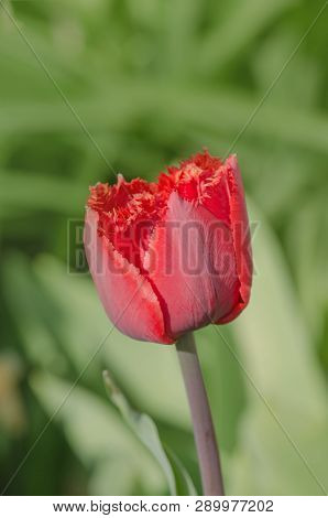 Terry Red Fringed Tulip Barbados