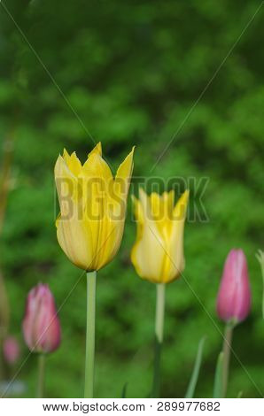 Blooming Yellow Ermak Tulip Closeup