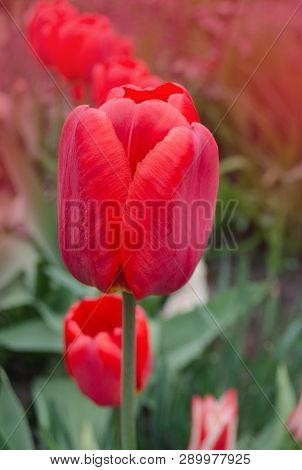 Red Tulips In Spring Landscape. Red Tulips Background.