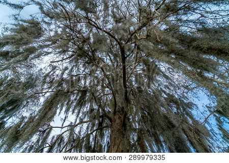 A Look Around The Majestic Riverhills Park On The Hillbourgh River In Tampa Florida.