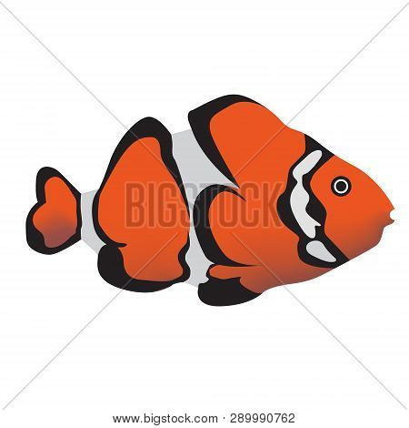 Tropical Fish Red Gradient Color Bright Illustration. Underwater Tropical Exotic Fish Series