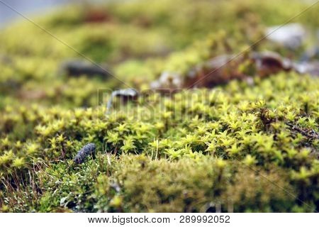 Green, Yellow Moss With Flowers On The Foundation, Stone. Mocha Texture