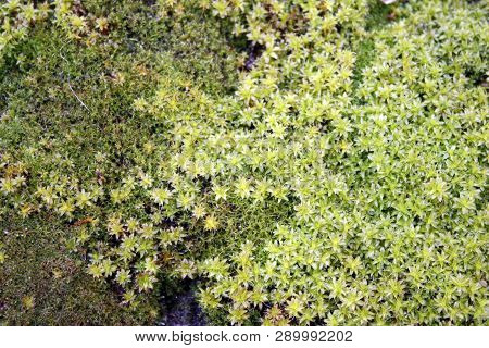 Green, Yellow Moss With Flowers On The Foundation, Stone. Mocha Texture