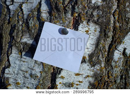 Blank White Piece Of Note Paper Fastened By Pin To The Tree Trunk Into The Park. The Bark On The Tre