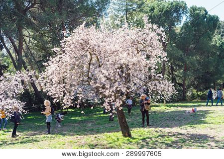 Madrid, Spain - March 2, 2019: People Visiting Almond Trees In Bloom In The Park Of La Quinta De Los