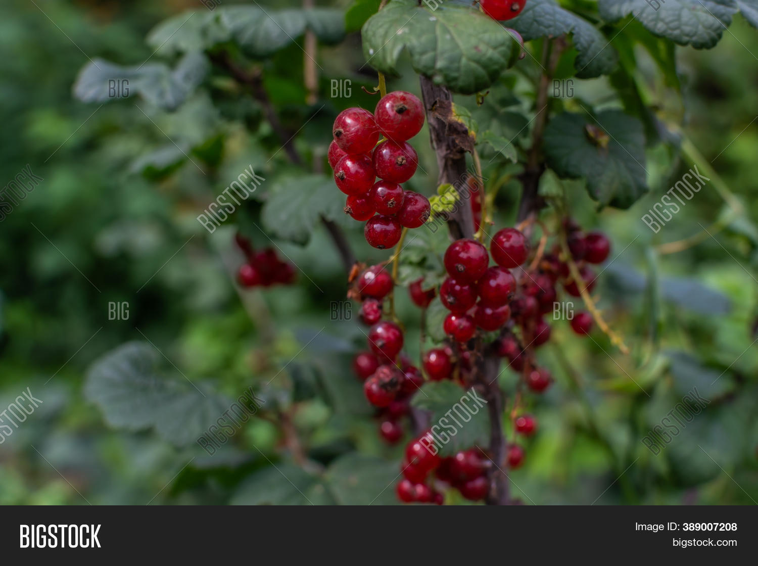 Bright Red Ripe Red Image & Photo (Free Trial) | Bigstock