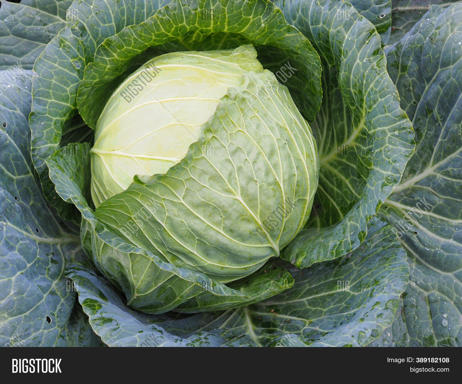 Ripe Head Cabbage. Image & Photo (Free Trial) | Bigstock