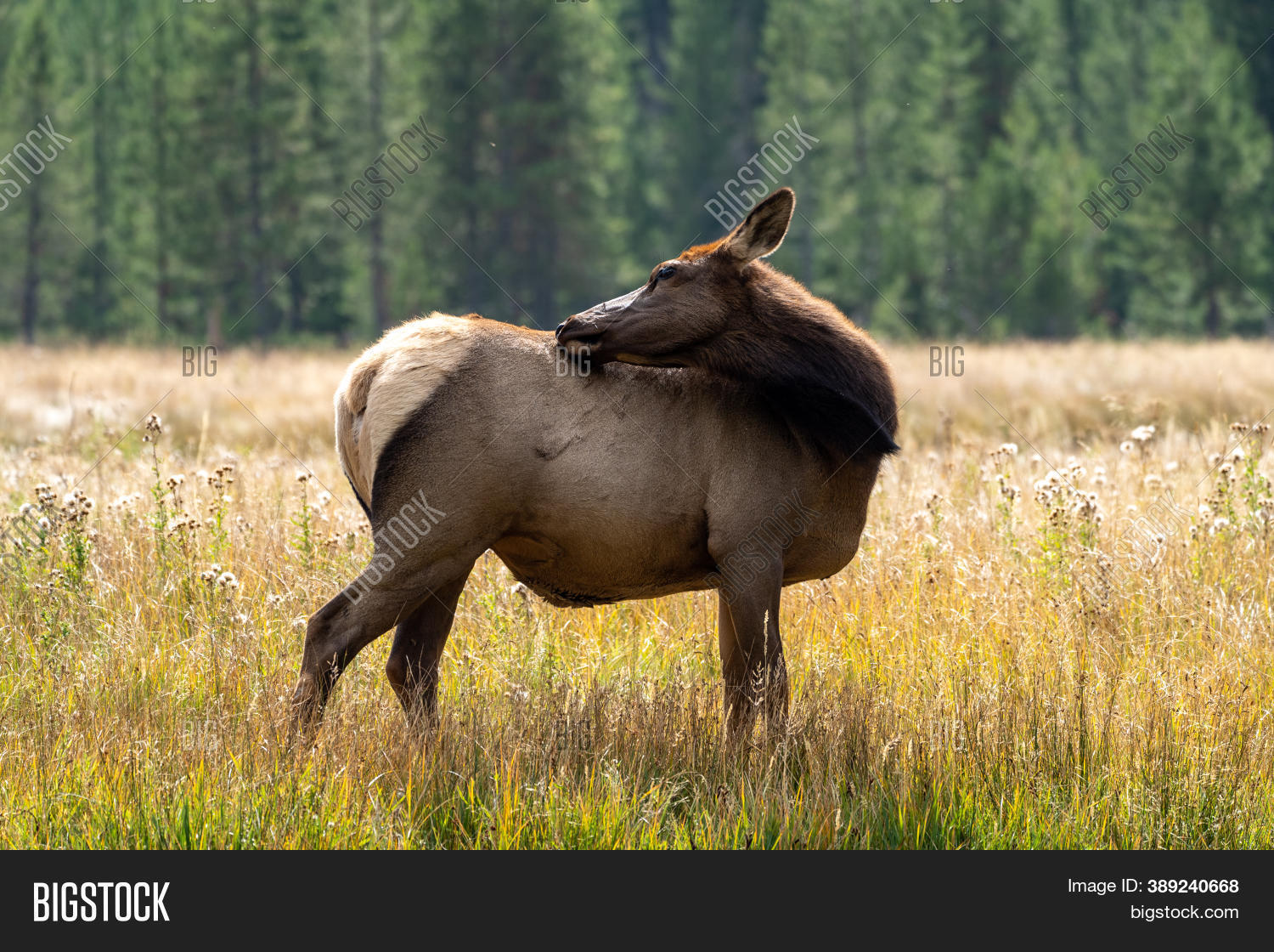 Female Elk (cow) Image & Photo (Free Trial) Bigstock
