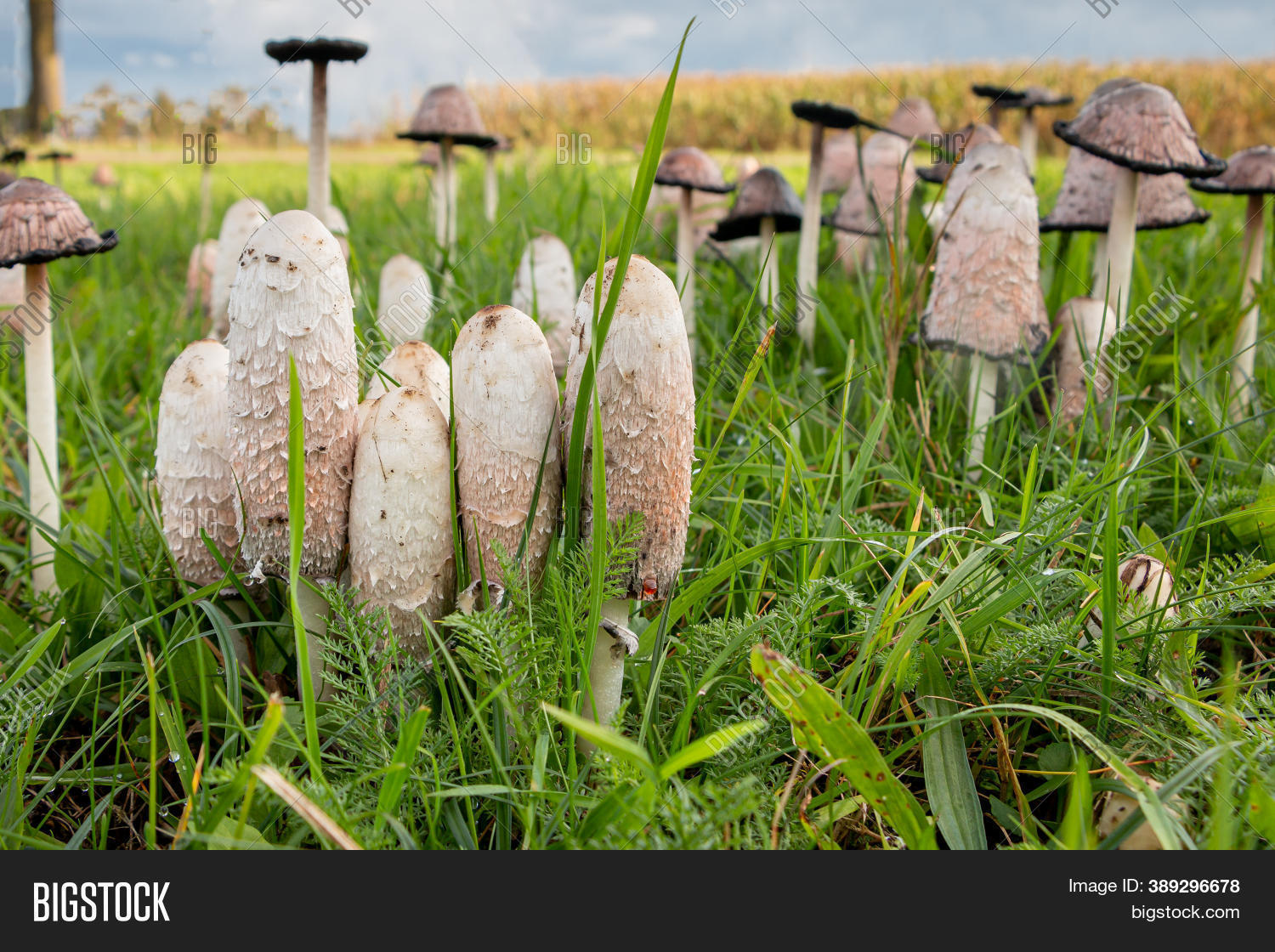Shaggy Cap On Lawn Image & Photo (Free Trial) Bigstock