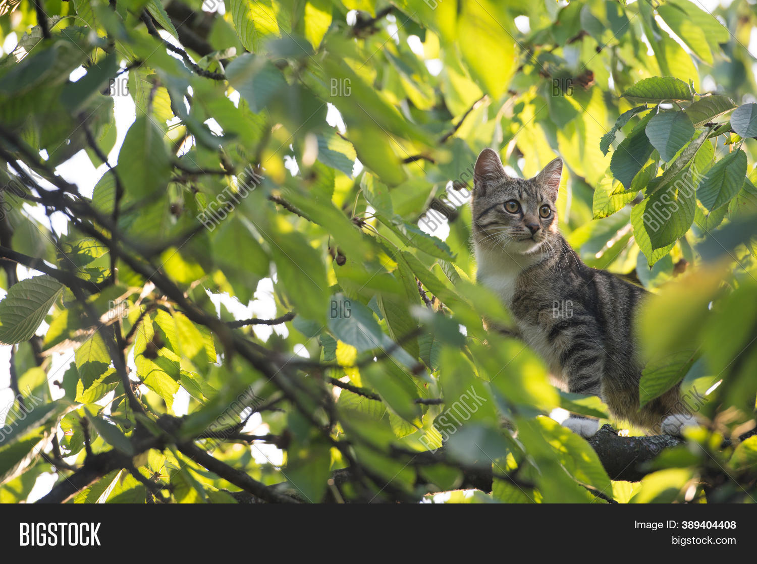 Cat Live Wild Climbed Image & Photo (Free Trial) Bigstock