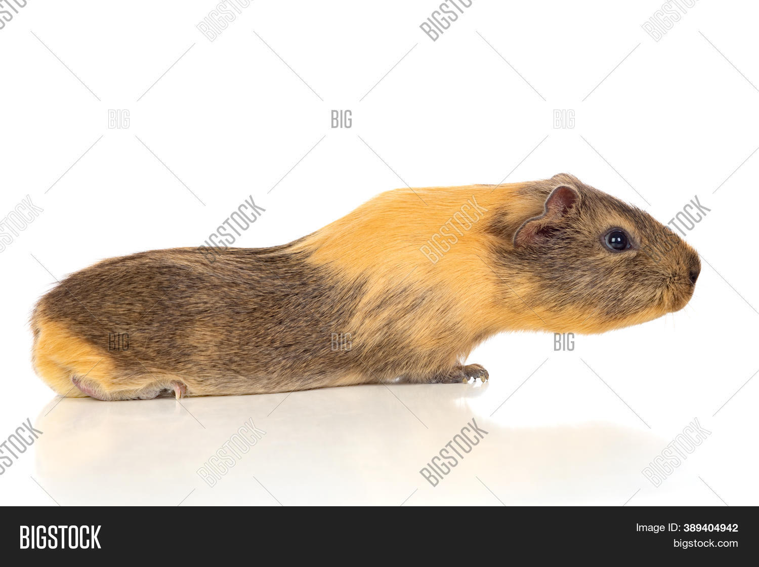 Brown Yellow Guinea Image & Photo (Free Trial) Bigstock