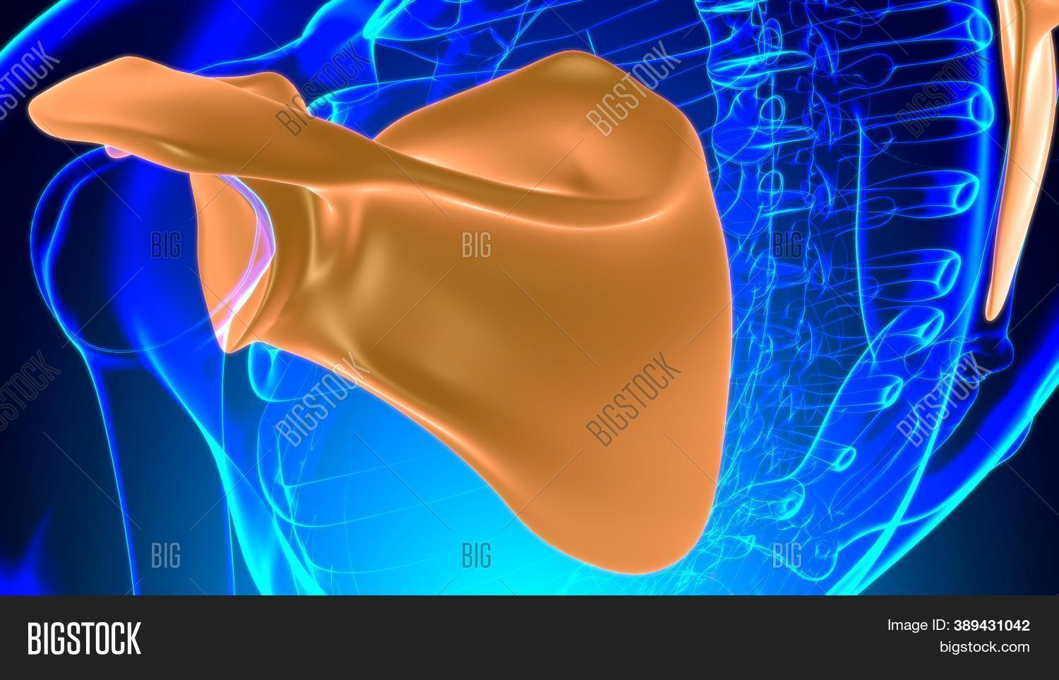 Scapula Rendering Human Skeleton Anatomy Image & Photo (Free Trial) | Bigstock