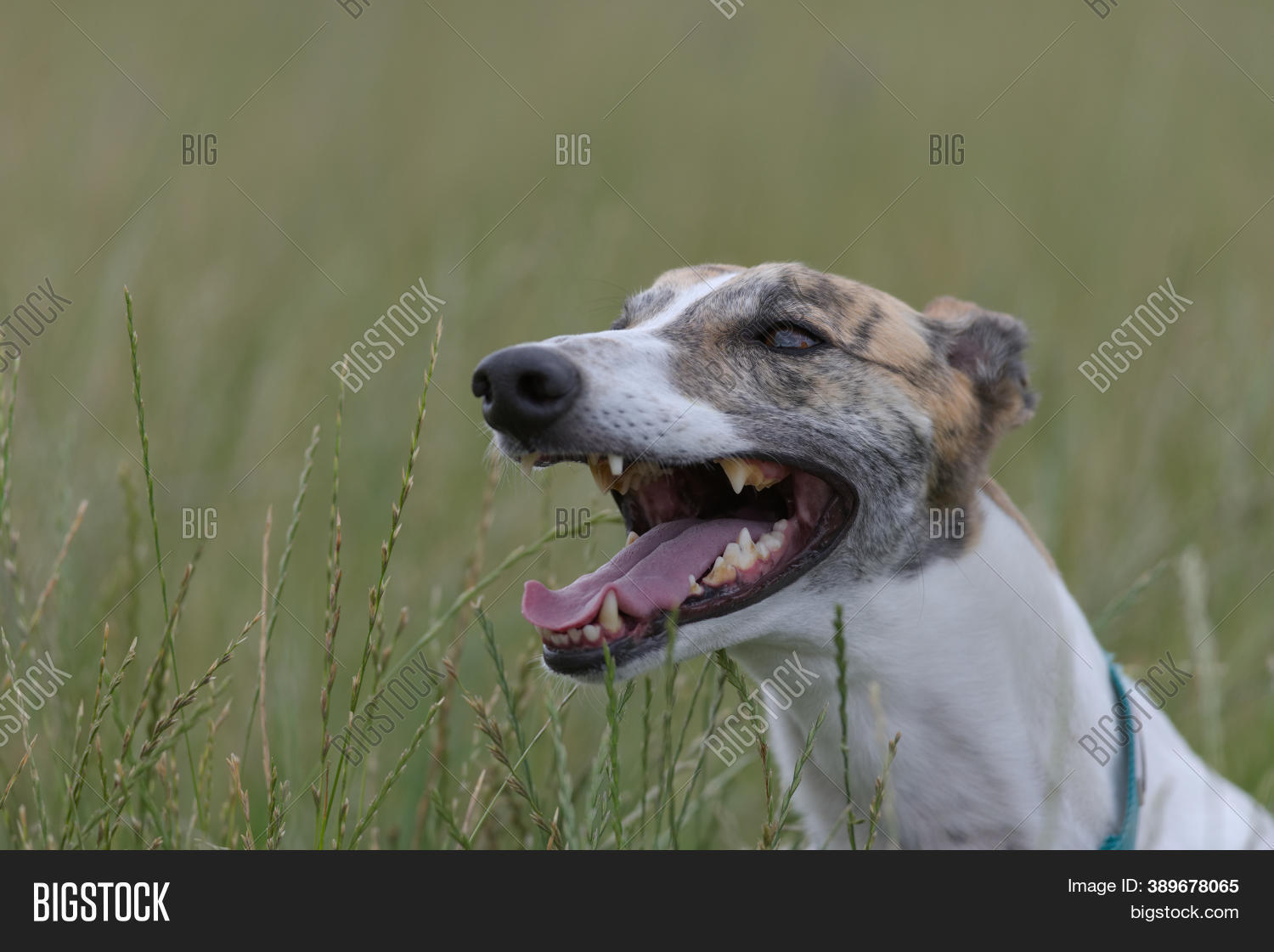 Pet Greyhound Dog Image & Photo (Free Trial) Bigstock