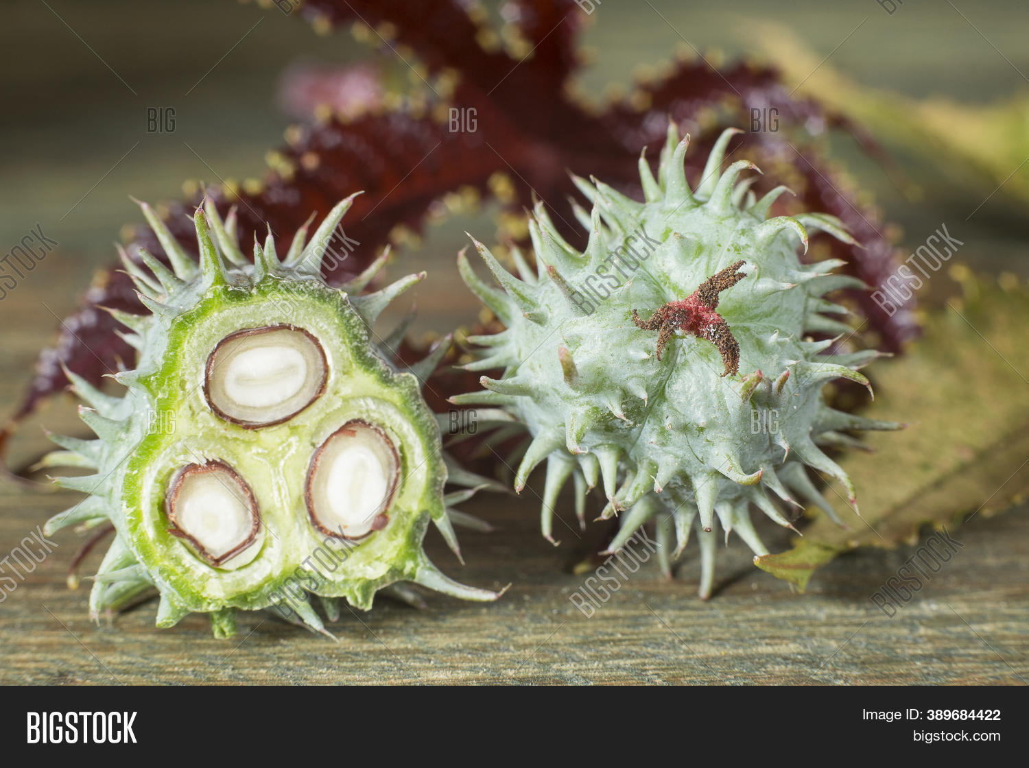 Green Castor Fruits Image & Photo (Free Trial) Bigstock