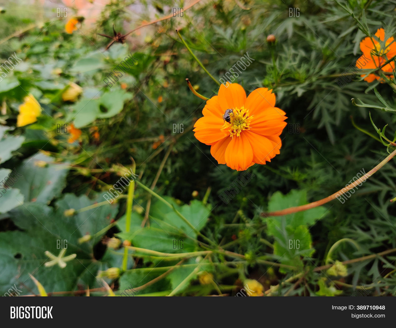 Bee On Sulfur Cosmos Image & Photo (Free Trial) Bigstock