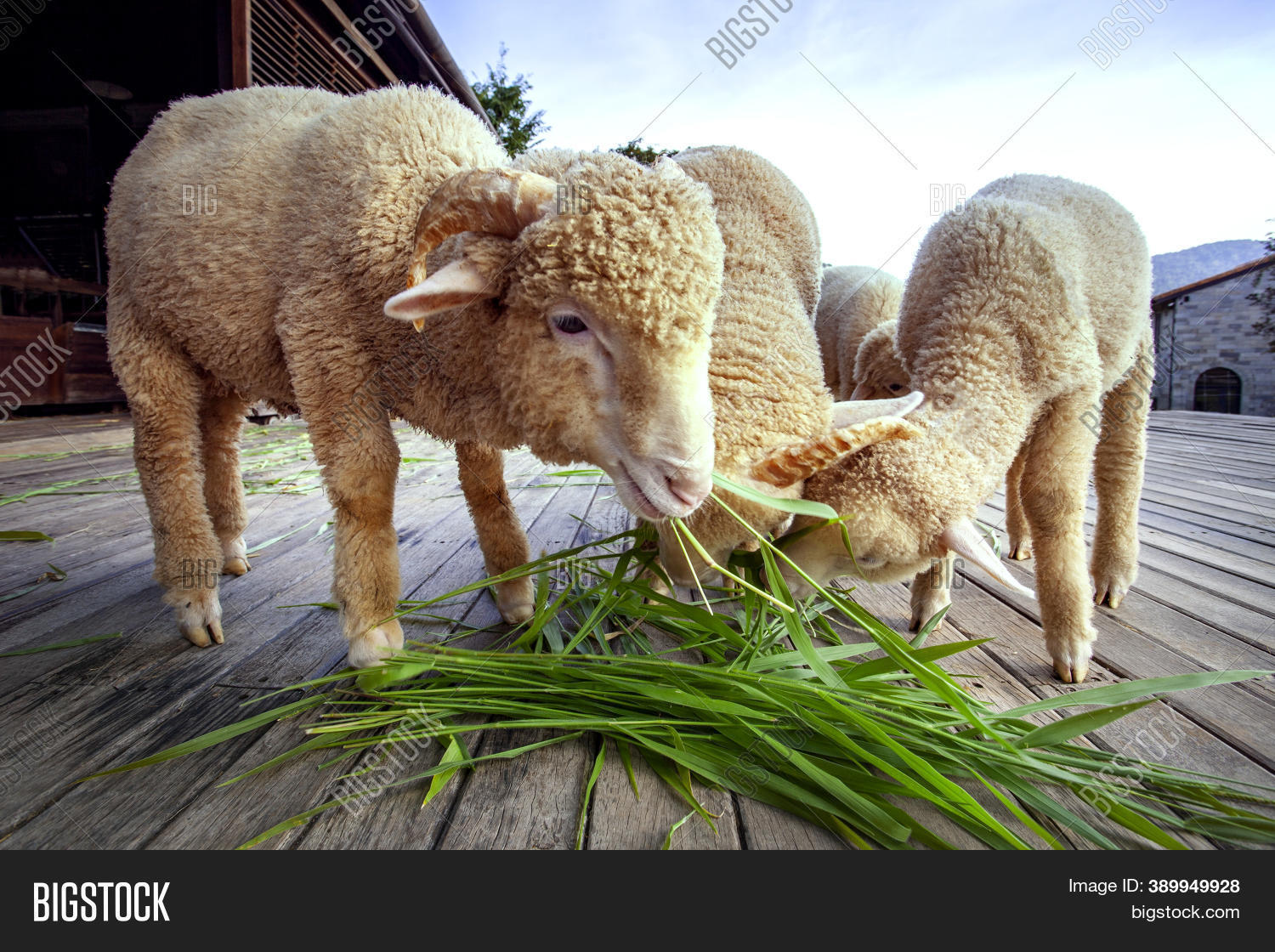 Merino Sheep Eating Image & Photo (Free Trial) Bigstock