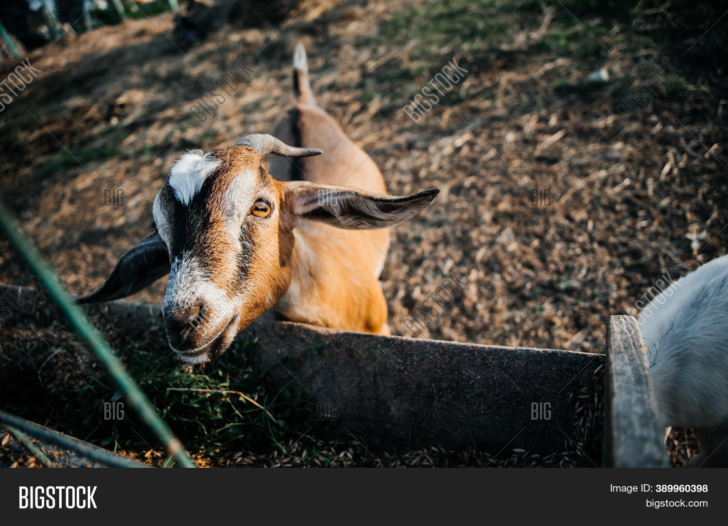 Nubian Dairy Goat Farm Image & Photo (Free Trial) Bigstock