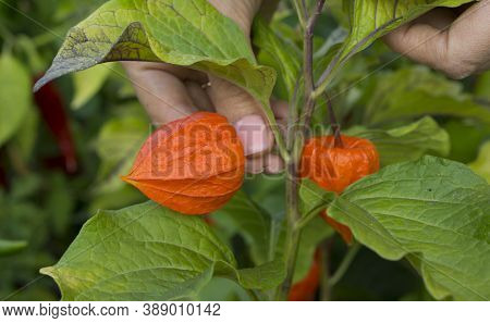 Beautiful Physalis Bush On The Farm. Physalis Berries Turned Red On The Bush. Collecting Physalis On