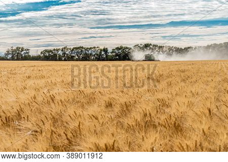 Wymark, Sk- Sept 8, 2020:  Single Combine Harvesting Wheat In A Field At Sunset In Wymark, Saskatche