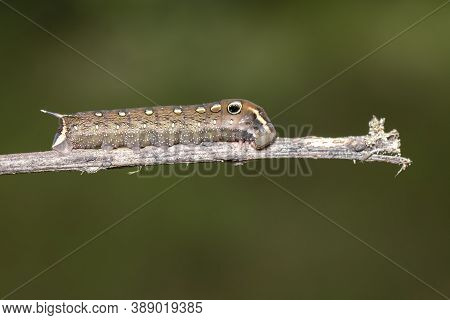 Image Of Brown Caterpillar On Branch On Natural Background. Insect. Brown Worm. Animal.