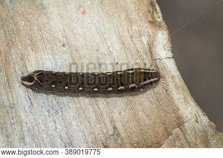 Image Of Brown Caterpillar On A Natural Background. Insect. Brown Worm. Animal.