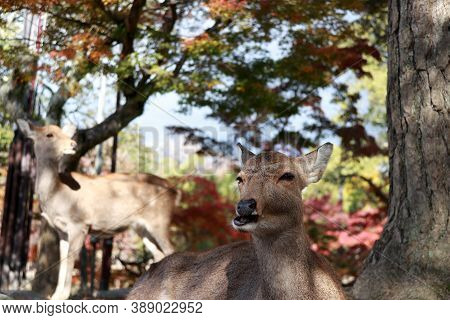 Deer Laying Down On The Floor And Out Focus Deer Standing On Background Autumn Tree At The Park In N