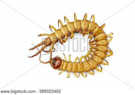 Image Of Dead Centipedes Or Chilopoda Isolated On White Background. Animal. Poisonous Animals.