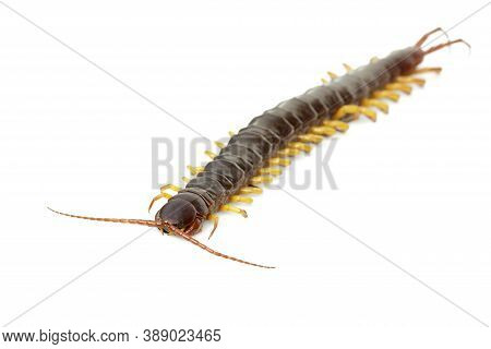 Image Of Centipedes Or Chilopoda Isolated On White Background. Animal. Poisonous Animals.