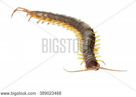Image Of Centipedes Or Chilopoda Isolated On White Background. Animal. Poisonous Animals.