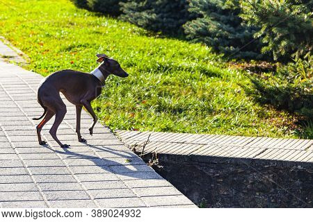 Dog Breed Italian Greyhound Walks In The Park.