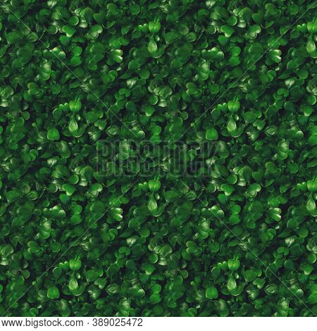 Seamless Pattern Green Grass Texture Background. Starweed -winterweed, Chickweed, Satinflower, Stell