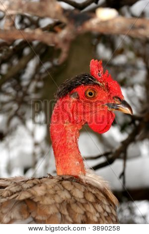 Hen Portrait