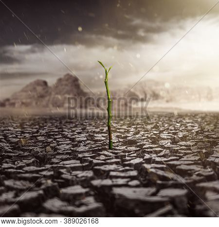 Green Stem Of A Plant During A Drought.