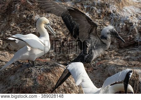 Northern Gannet With Spreadout Wings Landing Near His Mate In A Breeding Colony At Cliffs Of Helgola