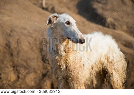 long haired sighthound