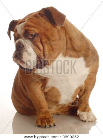 Buldog angielski