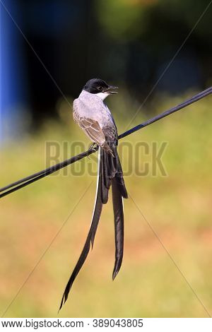 Fork-tailed Flycatcher (tyrannus Savana). Amazon Rainforest, Brazil