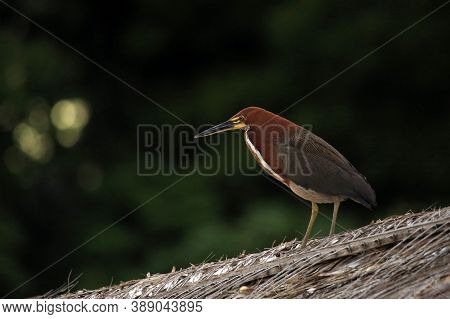 Rufescent Tiger Heron (tigrisoma Lineatum). Amazon Rainforest, Brazil