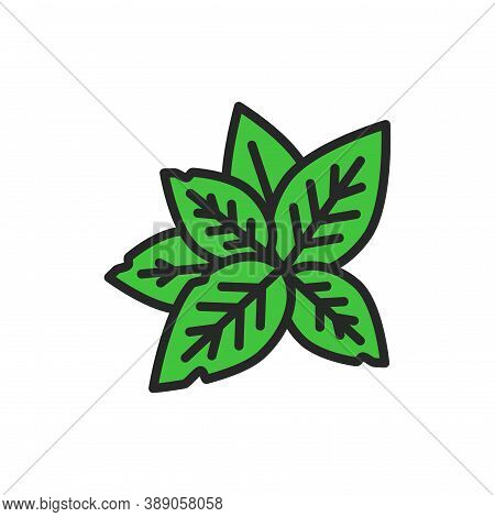 Fresh Mint Leaves Color Icon. Vector Illustration