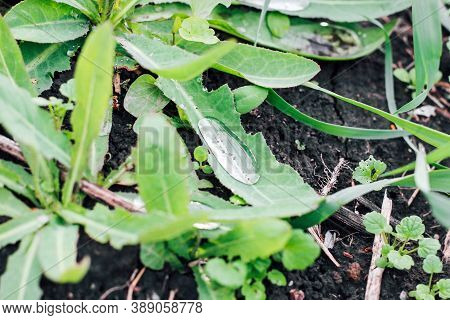 Green Dew Drops On Euphorbia Waldsteinii Plants.