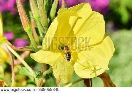 Beautiful Yellow Flower Enotera (lat. Oenothera), With A Honey Bee On It. High Resolution Photo. Sel