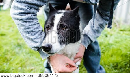 Portrait Of A Black And White Dog On The Street, Close-up. Man Holding A Dog, Crop