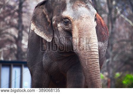 Close Up Portrait Of Sad Indian Elephant