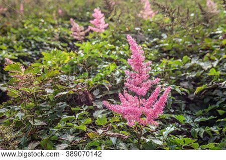 Feathery Panicles Of Pink-red Flowers Of Astilbe Plants In An Open Ground Flower Bed Of A Dutch Cut 
