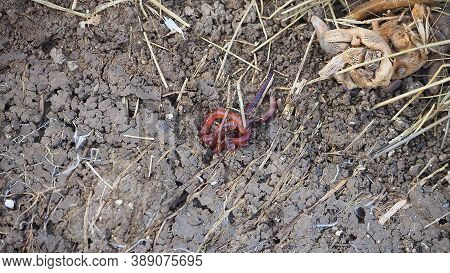 Earthworms Moving On The Surface Of The Soil,