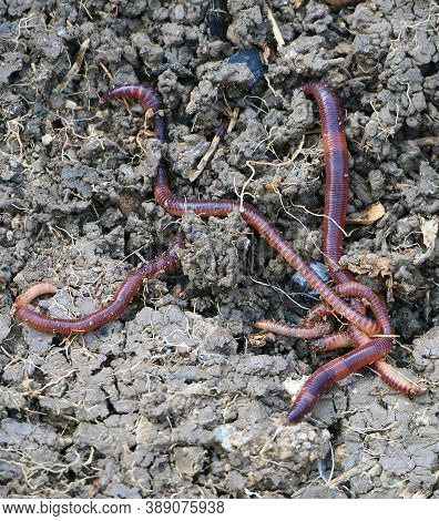 Earthworms In The Natural Garden, The Importance Of Worm For Soil,